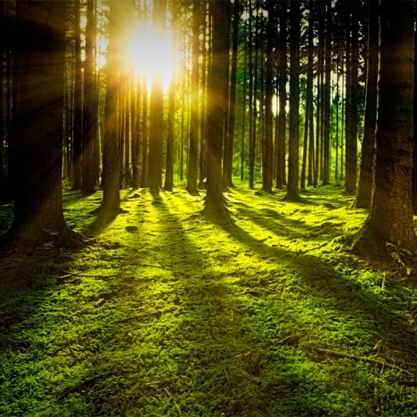 Bosque donde respirar el momento presente