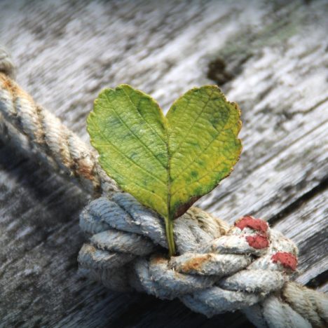 cultivar la gratitud